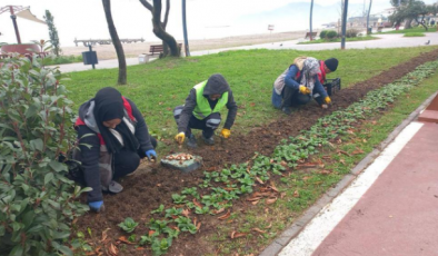 Ordu’da mevsimlik çiçekler toprakla buluşuyor