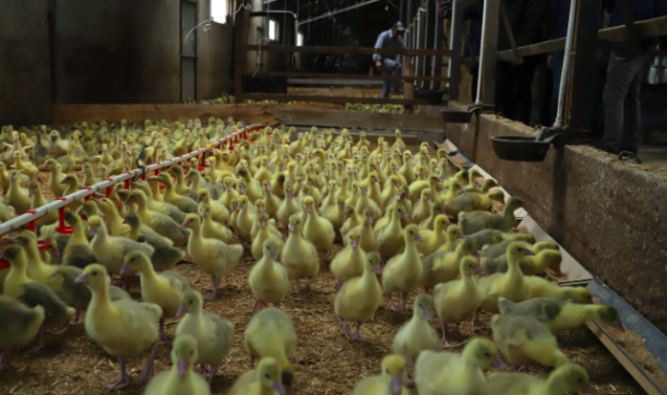 Ordu Büyükşehir üreticiye güven veriyor