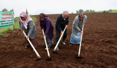 Akkuş şeker fasulyesi marka olma yolunda