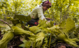 Ordu Büyükşehir, hem üreticinin hem işçinin yanında