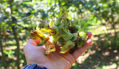 Ordu’da fındık hasadında reform