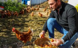 Yumurta sektörü Başkan Güler sayesinde ayağa kalktı