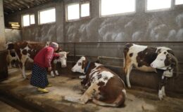 Ordu Büyükşehir hayvan besicilerinin yüzünü güldürdü
