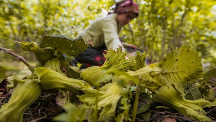 Ordu’da fındık toplamaya rekor başvuru