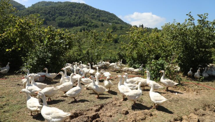 Ordulular ‘kaz’ı sevdi