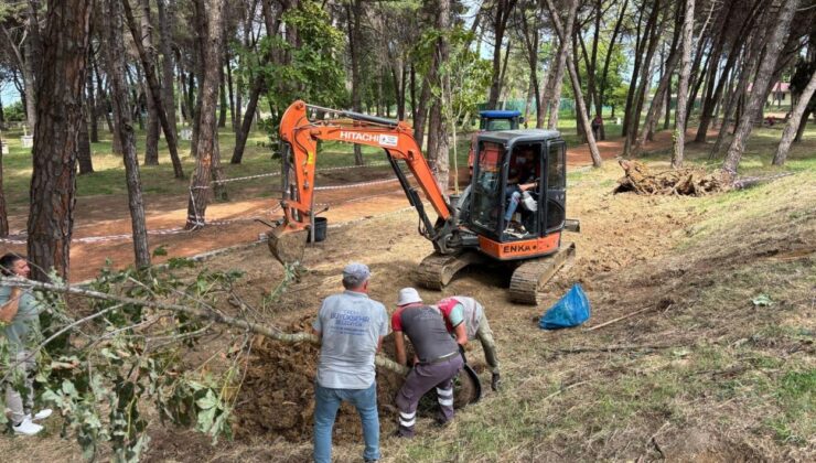 Ünye Çamlık’ta kuruyan ağaçların yerine yenileri dikiliyor