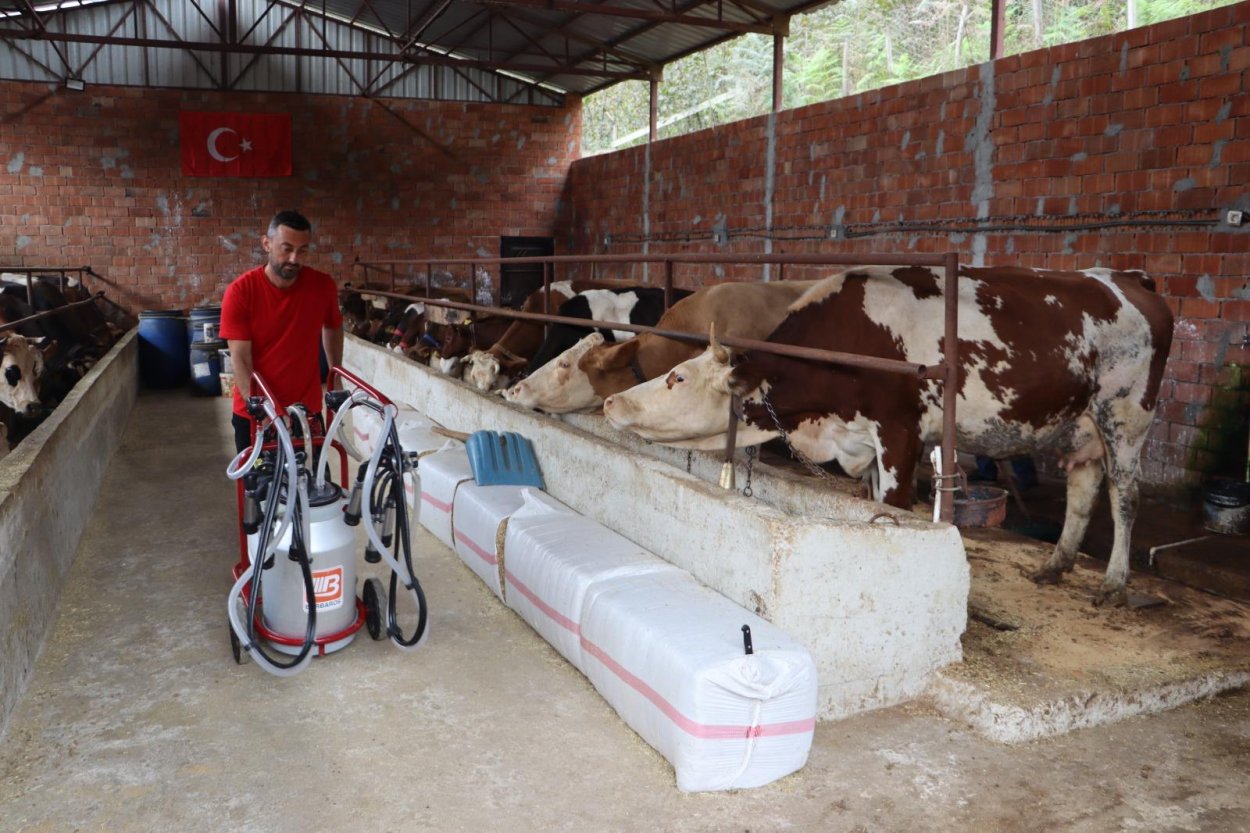 Ordu’da sütün değeri artıyor
