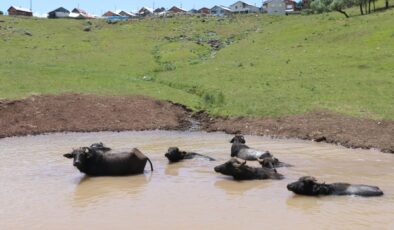 Yok olmak üzereydi şimdi yeniden canlanıyor