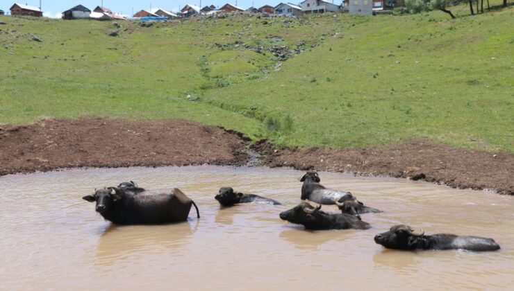 Yok olmak üzereydi şimdi yeniden canlanıyor