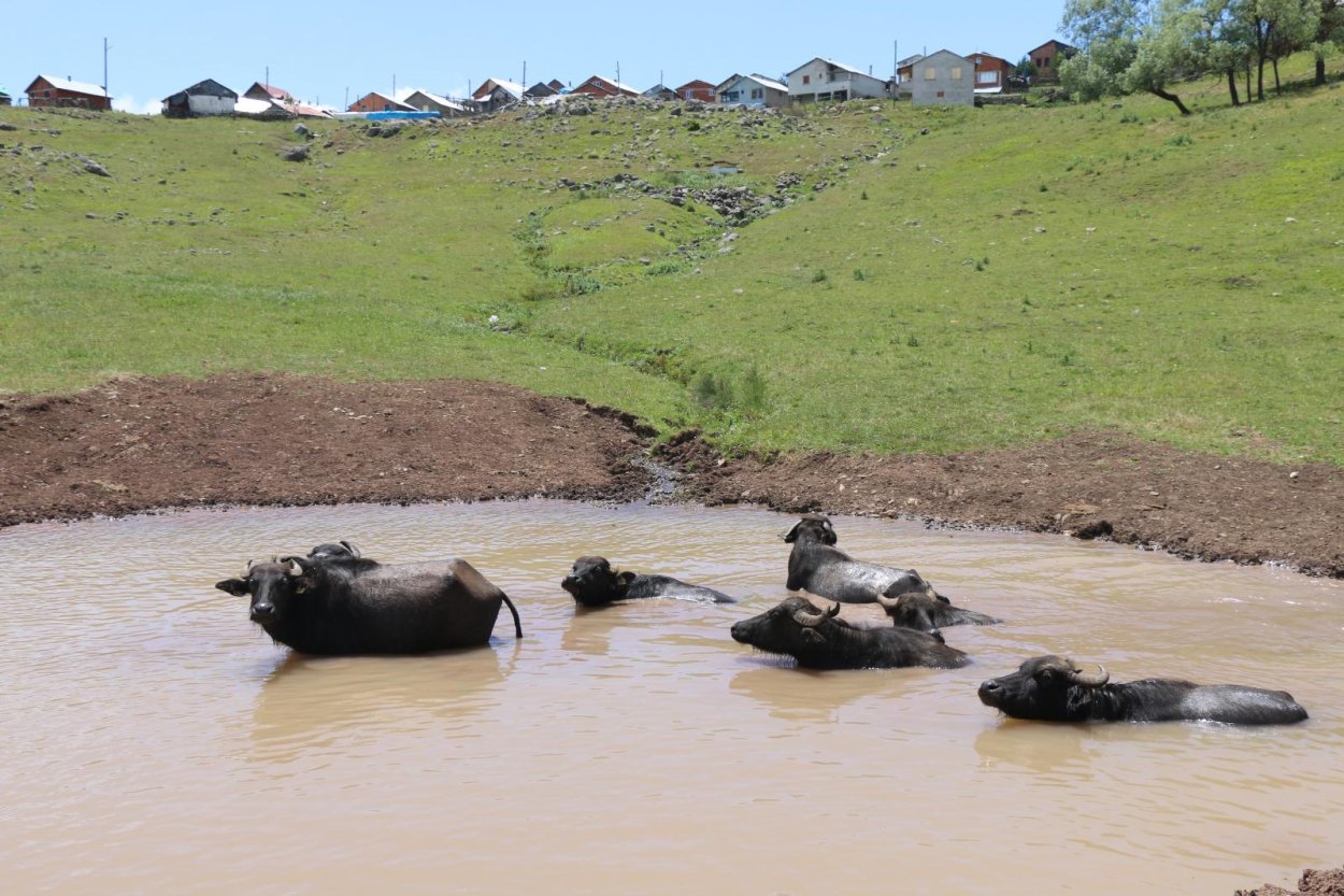 Yok olmak üzereydi şimdi yeniden canlanıyor